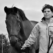 Dansk Varmblod Libra