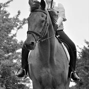 Dansk Varmblod Libra