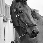 Dansk Varmblod Libra