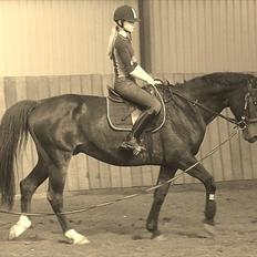 Anden særlig race Charles (Himmelhest)