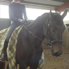 Anden særlig race Charles (Himmelhest)