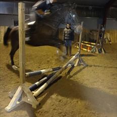 Anden særlig race Charles (Himmelhest)