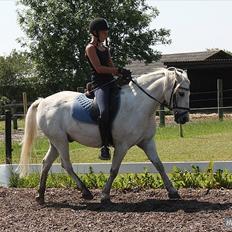 Welsh Pony (sec B) Skovlundegaards Vivaldi 