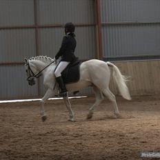 Welsh Pony (sec B) Skovlundegaards Vivaldi 