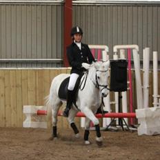 Welsh Pony (sec B) Skovlundegaards Vivaldi 