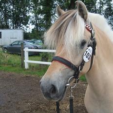 Fjordhest Johanne Vårby