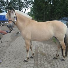 Fjordhest Johanne Vårby