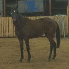 Hollandsk Varmblod Ezione