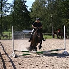 Fell pony Drybarrows Buster