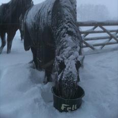 Fell pony Drybarrows Buster