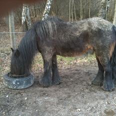 Fell pony Drybarrows Buster