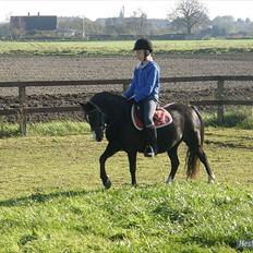 Welsh Mountain (sec A) Rosengårdens Pil<3