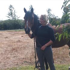 Welsh Cob (sec D) Beukenorrd's Babbeloe (felix) Himmelhest