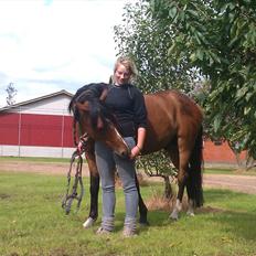 Welsh Cob (sec D) Beukenorrd's Babbeloe (felix) Himmelhest