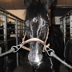 Dansk Varmblod Gørklintgårds Schufro Boy