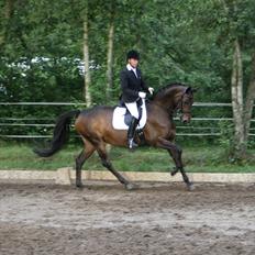 Dansk Varmblod Hosianna *Solgt*