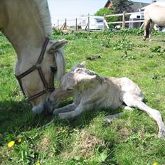 Fjordhest Merle Vårby # Solgt