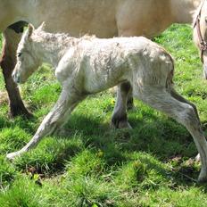 Fjordhest Merle Vårby # Solgt
