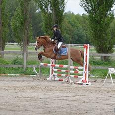 Anden særlig race Thunder boy