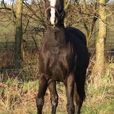 Anden særlig race Walentin the Lightning