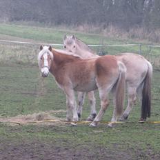 Haflinger Kildegårdens Maja
