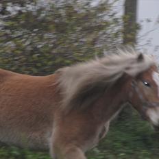Haflinger Kildegårdens Maja