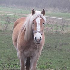 Haflinger Kildegårdens Maja