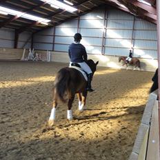 Welsh Partbred (Sec F) Siems Patricia