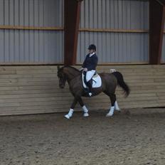 Welsh Partbred (Sec F) Siems Patricia