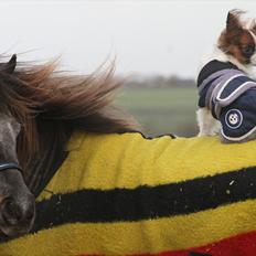 Dansk Miniature Minibo's Nektarin (Nelly)