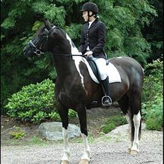 Barockpinto Nicolett I Fan Stald Baro