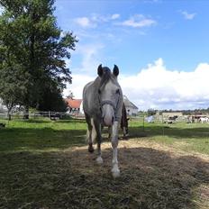 Arabisk fuldblod (OX) Picasso - (Solgt)