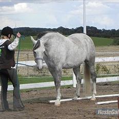 Arabisk fuldblod (OX) Picasso - (Solgt)