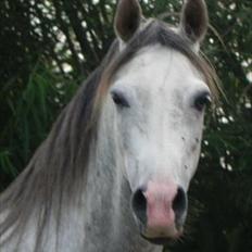 Arabisk fuldblod (OX) Picasso - (Solgt)