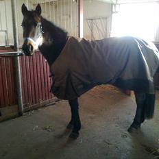 Anden særlig race Thailia Sabell ( solgt ) 