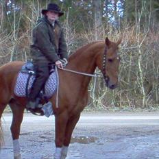 Dansk Varmblod Max R.I.P