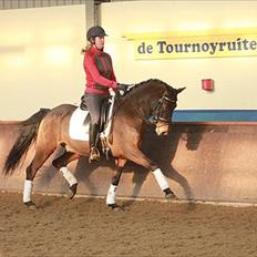 Welsh Cob (sec D) Albrechtshoeve Niels Cornelis