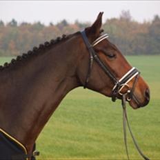 Dansk Varmblod Kidholms Wanilla