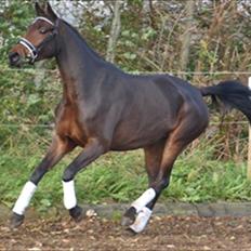 Dansk Varmblod Kidholms Wanilla