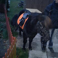 Shetlænder mosbækminde jankie solgt