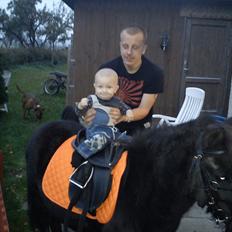 Shetlænder mosbækminde jankie solgt