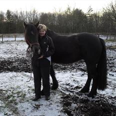 Frieser / Haflinger -  Manzana <3 elsket og savnet <3