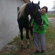 Barockpinto Al Capone