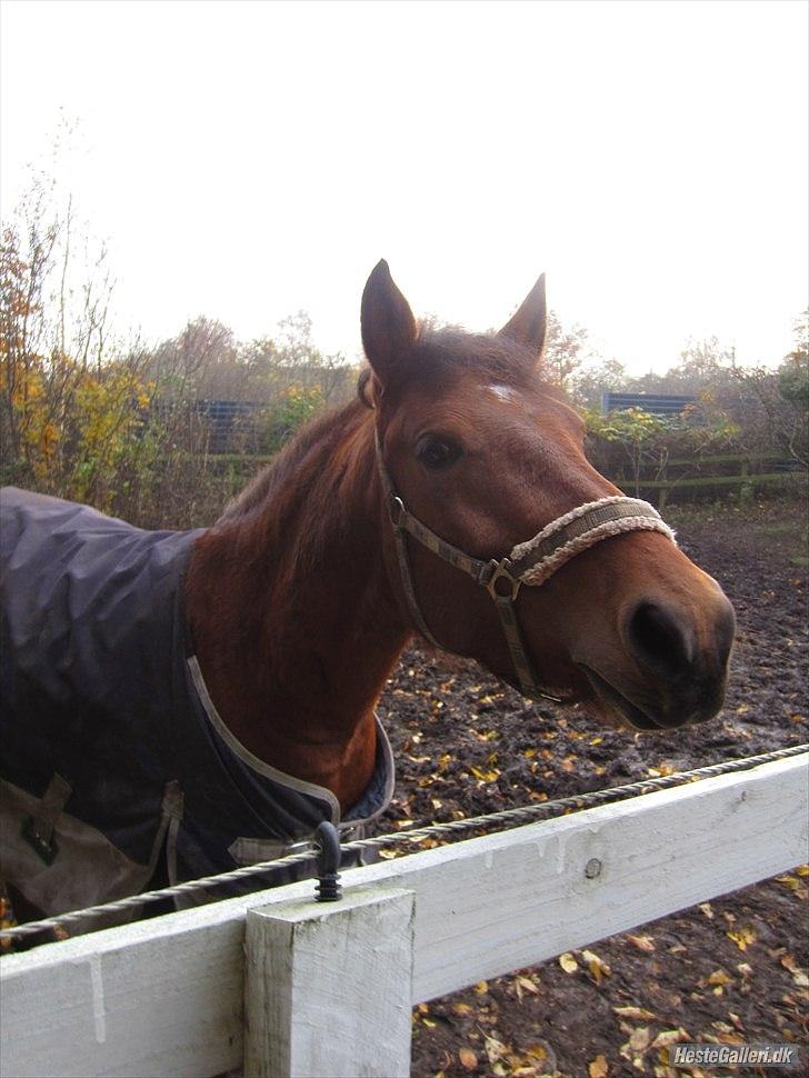 Anden særlig race kashede´s precious jewel!!<3   - Lykken er ingen endestation -
men en måde at rejse på. billede 17