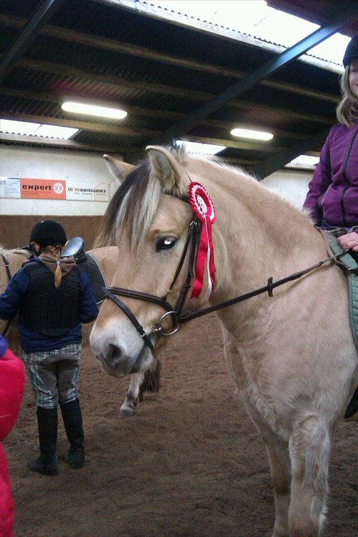 Fjordhest Fjolle - vi havde været til ponygames og vi vandt første pladsen billede 4