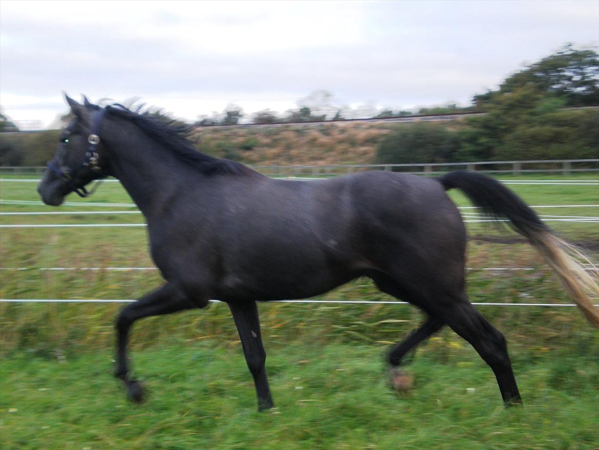 Trakehner Harmon - Fimpe på fold...Hvor er min makker? 15/9 2011. billede 9