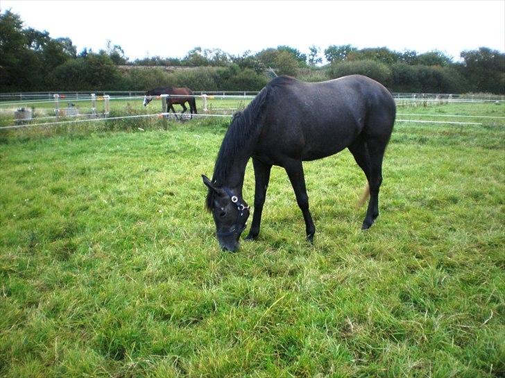 Trakehner Harmon - Fimpe på fold. 15/9 2011. billede 10