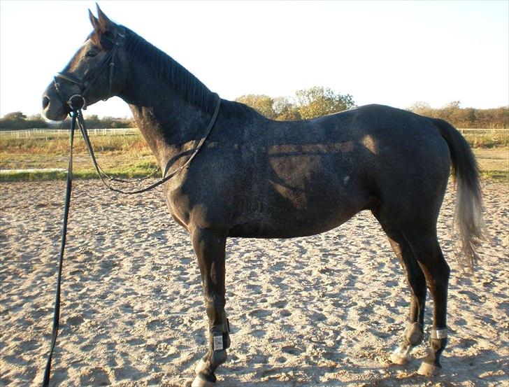 Trakehner Harmon - Fimpe, TJR d. 1/10 2011. billede 11