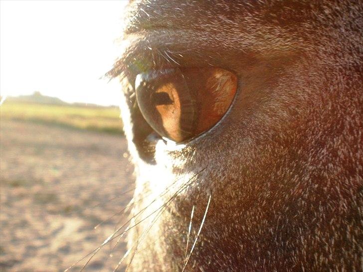 Trakehner Harmon - Fimpes smukke øje. TJR, d 1/10 2011. billede 12