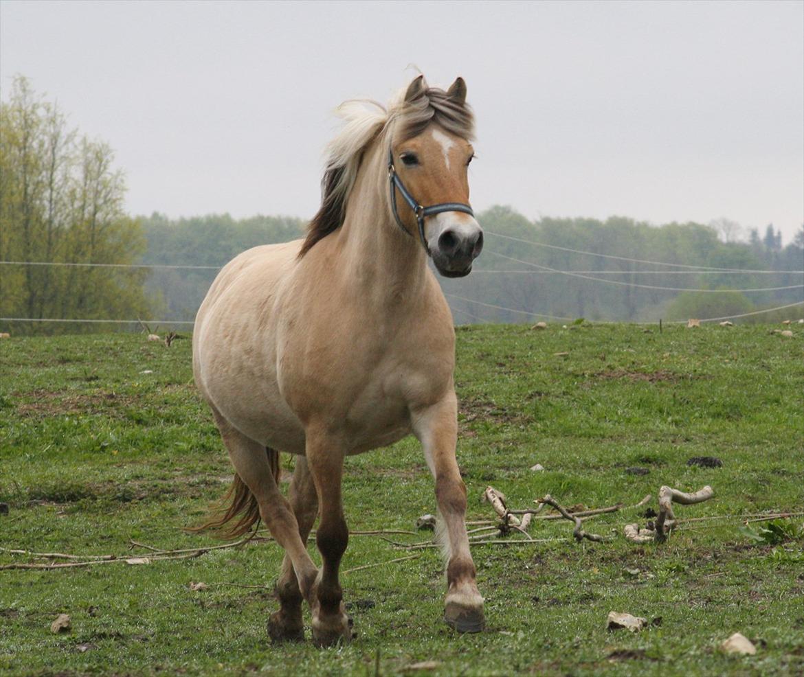 Fjordhest Daisi - 1: 6 dage før hun føder det smukkeste hingsteføl.. billede 1